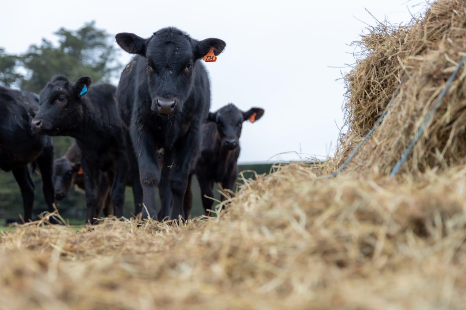 Black Origin cattle on a Canterbury farm